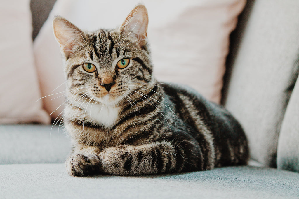 Probiotics for shop cats with ibd