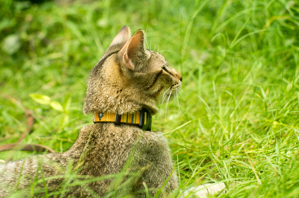 how-to-care-for-an-outdoor-cat-in-the-winter-fullbucket-health