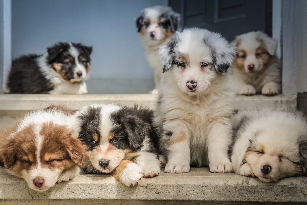 How to keep puppies from hot sale getting parvo