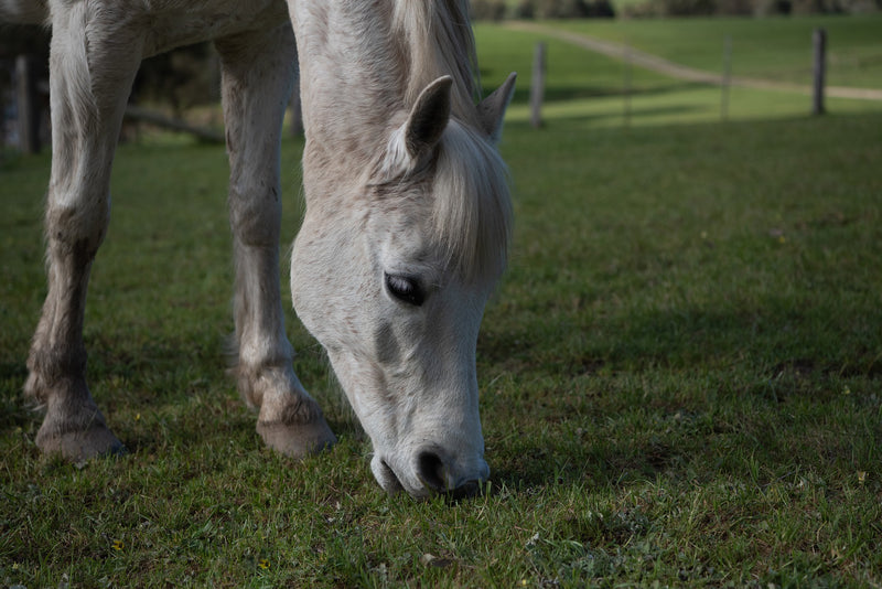 Review of antioxidants for horses: Astaxanthin