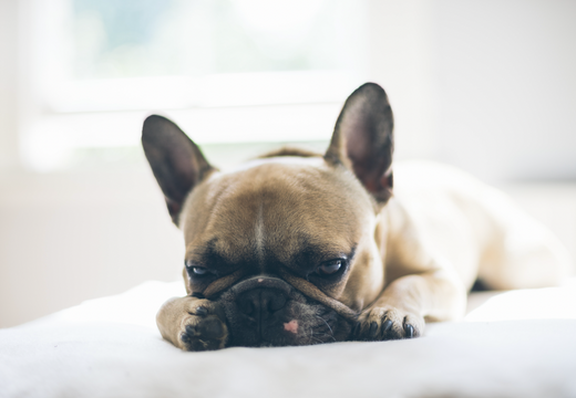 4 Remedies for Managing Upset Stomach in Dogs