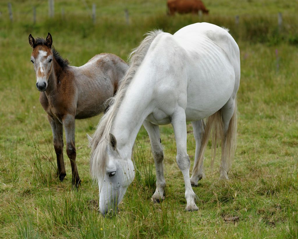 Post-Foaling Mare Care– FullBucket Health