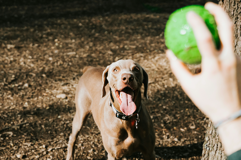 Correcting Obsessive Behavior in Dogs