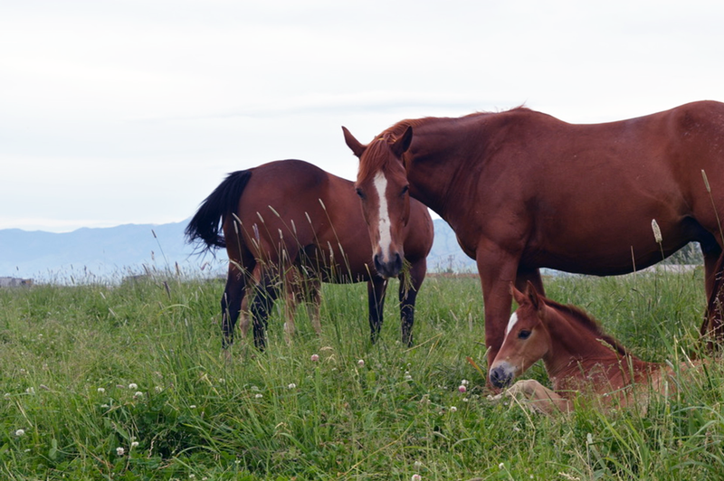 Expert Interview: The Future of Equine Rotavirus A and B