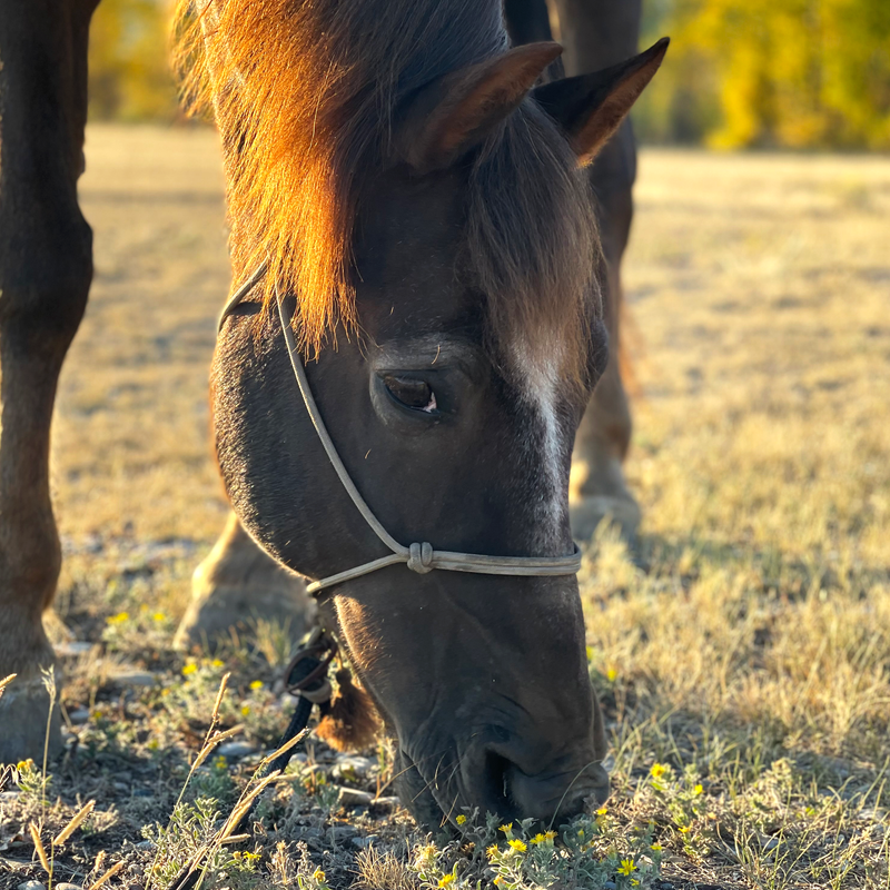 The Natural Detox Method: Clay’s Role in Horse Gut Health