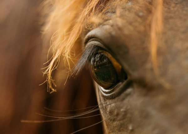 How to Prep Your Performance Horses for Stress